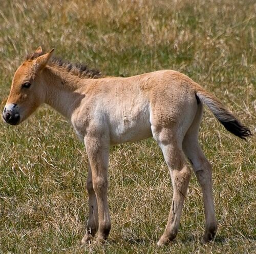 Тороп С.О. Тарпан, дикий конь (Equus gmelini)